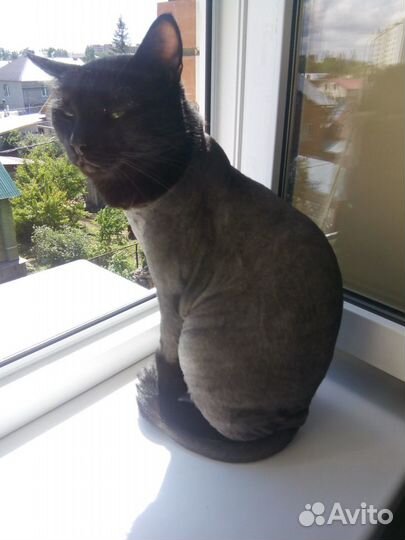 Стрижка котов и кошек+ стрижка когтей