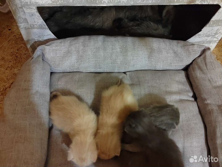 Кошки породистые