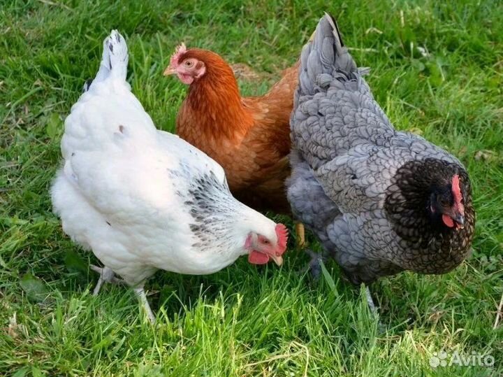 Куры несушки продам