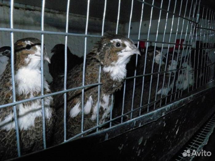 4породы пепепелов.Инкубационное яйцо перепелов