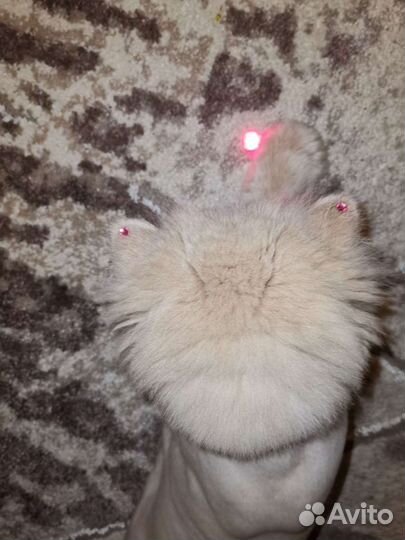 Стрижка котов и кошек