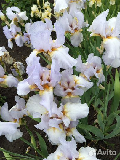 Ирисы переливчатые, вариегата, амена, пликата