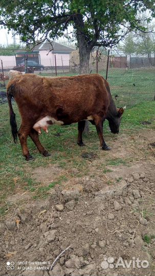 Корова дойная