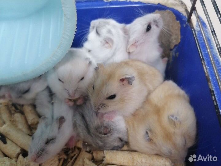 Морская свинка