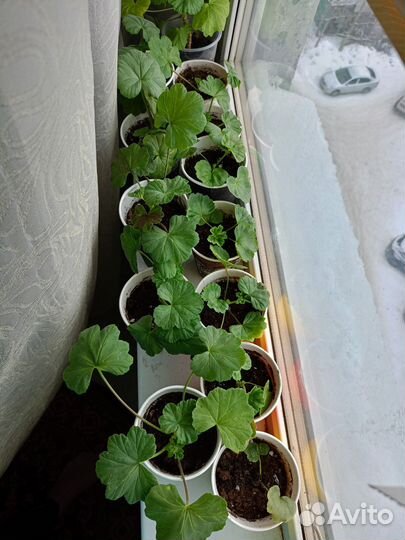 Герань пеларгония