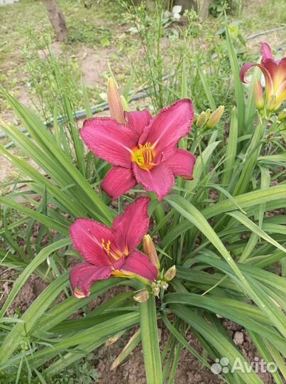 Лилейники сортовые