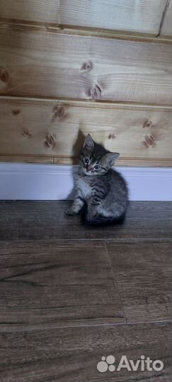 Кошки в добрые руки бесплатно