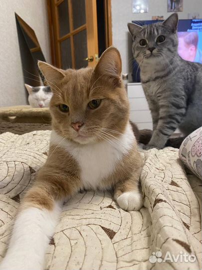 Котики в добрые ручки