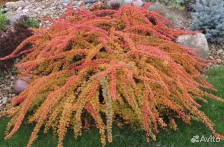 Барбарис Грин карпет