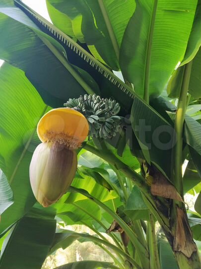 Участок 8 сот. (ИЖС)