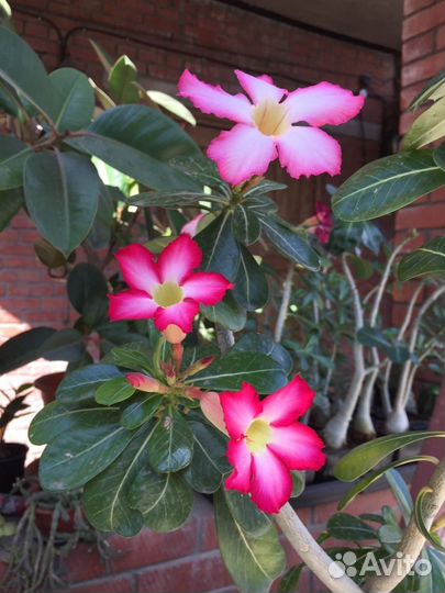 Адениум сеянцы микс