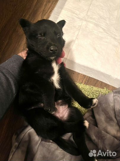 Собака, щенок