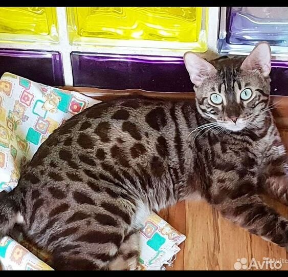 Бенгалы подростки