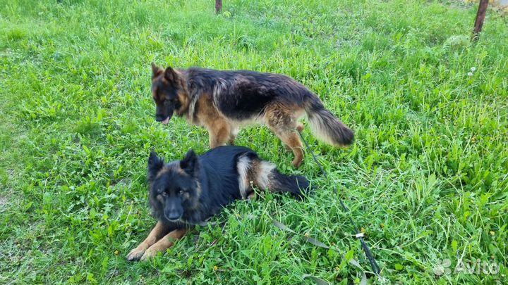 Выгул собак