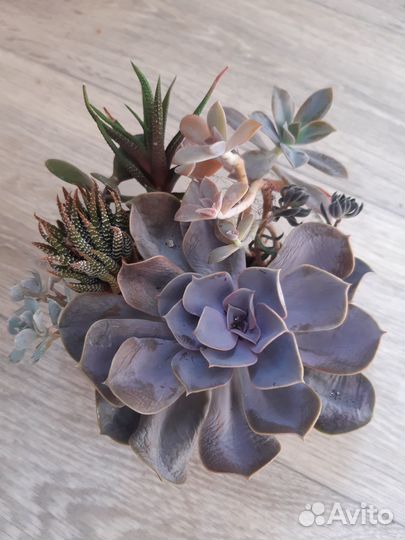 Набор суккулентов эчеверии, хавортия, граптоверия