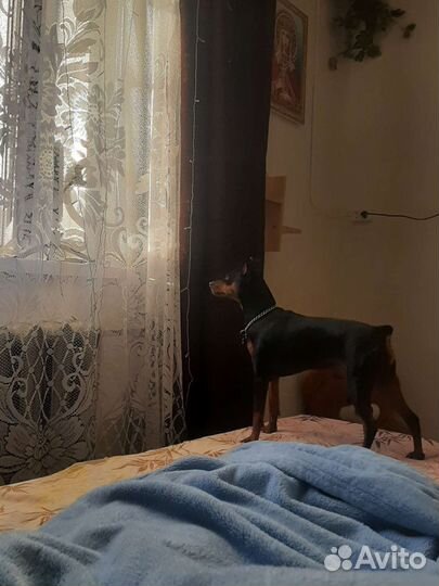 Вязка цвергпинчер