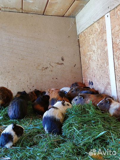 Морская свинка