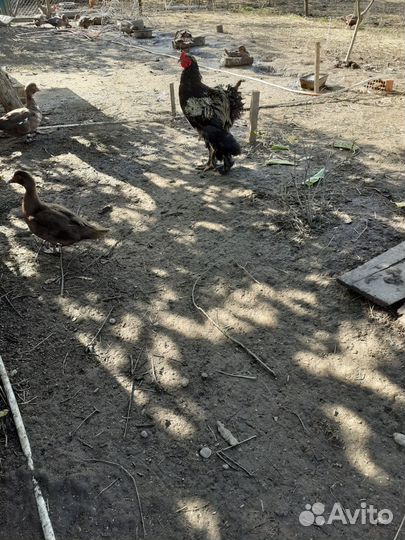 Петухи Брама