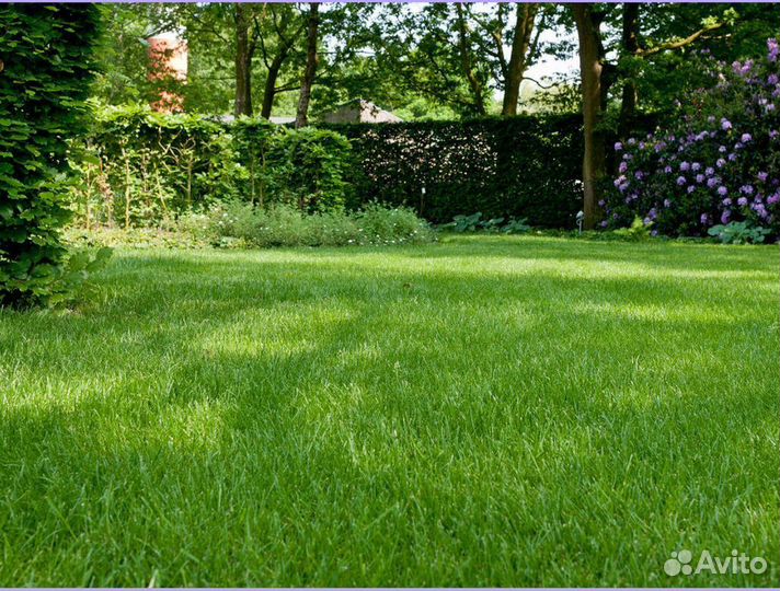 Рулонный газон с укладкой