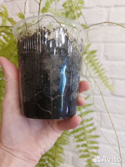 Папоротник вариегатный Тайгер