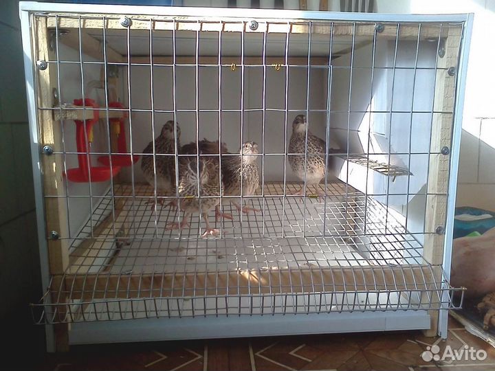 Цыплята,птенцы горной куропатки(кеклик) инкуб.яйцо