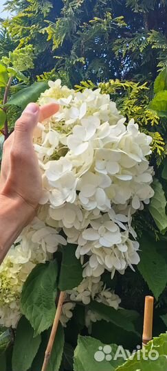 Гортензии спирея лапчатка газон ели доставим/садим