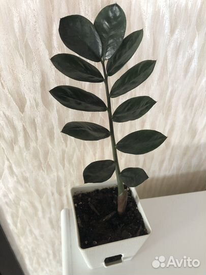 Замиокулькас равен