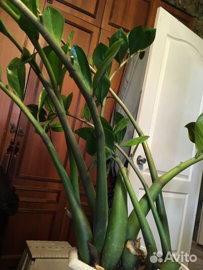 Комн цветы разные