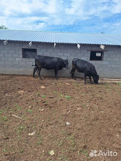 Телки стельные