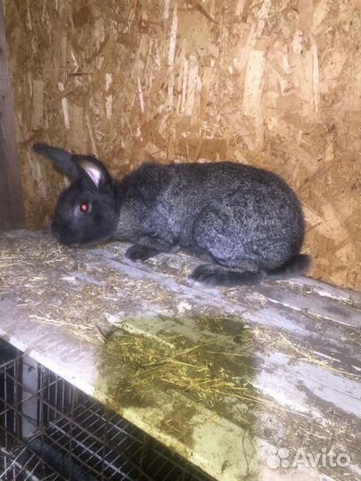 Кролик рабочий самец