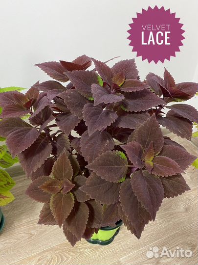 Колеус Velvet Lace