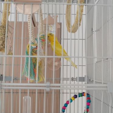 Конарейка самец