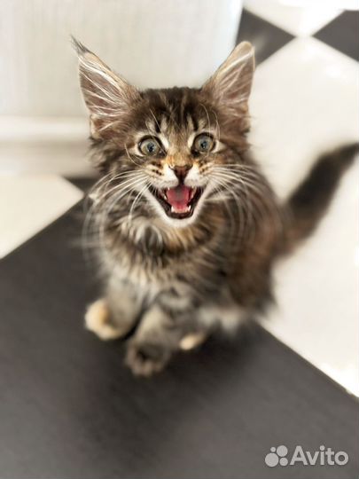 Мейн-кун котенок в добрые руки