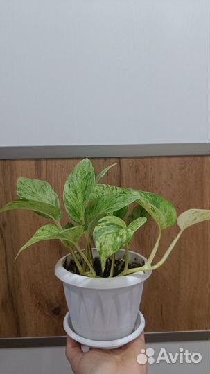 Эпипремнум марбл квин