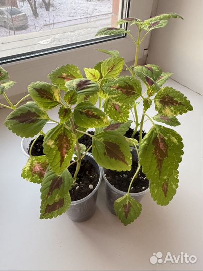 Колеус Радуга Вьетнама