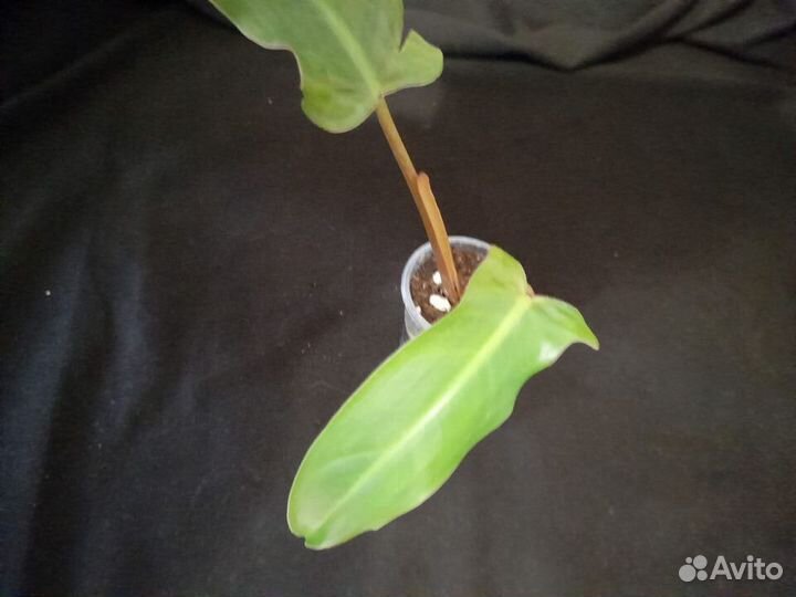 Цветочный микс