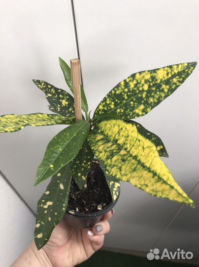 Кодиеум кротон