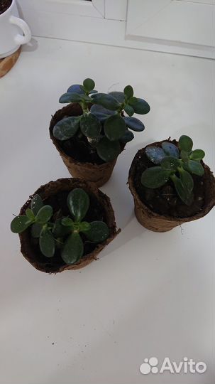 Комнатные цветы