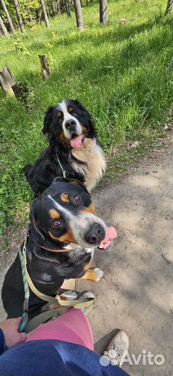 Зоогостиница (передержка животных)