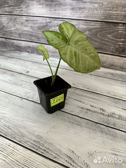 Монстера, сингониумы