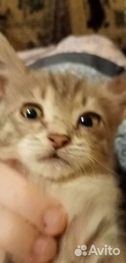 Котёнок девочка