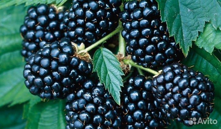 Саженцы ежевики агавам морозостойкие