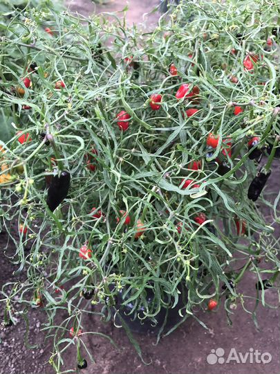 Семена острых перцев