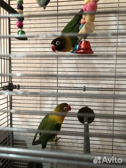 Попугаи неразлучники с клеткой