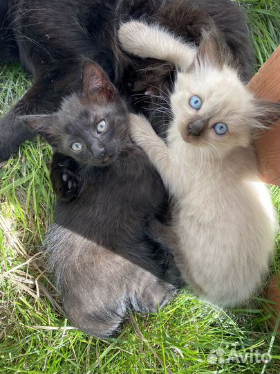 Кошка в дар бесплатно