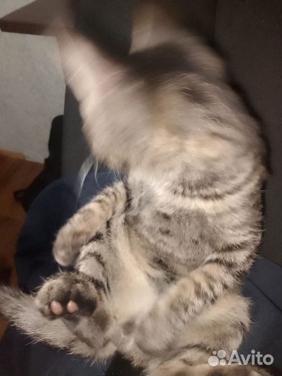 Видеокарта