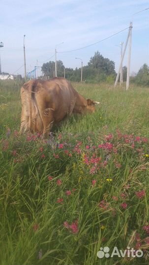 Молоко, творог, сыр, сметана