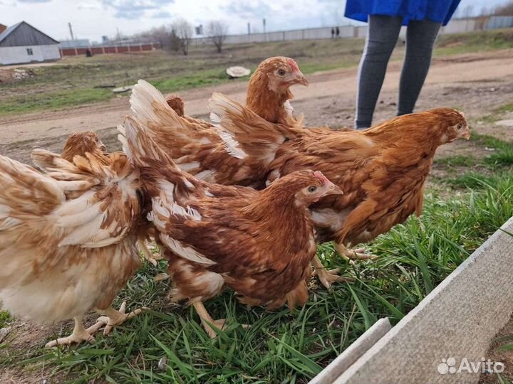 Куры молодки несушки