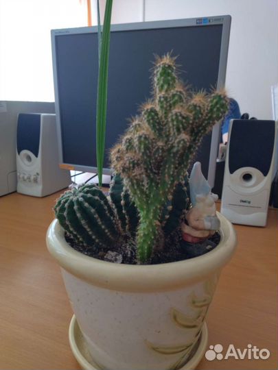 Большой кактус