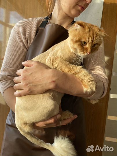 Груминг кошек